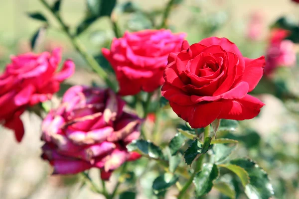 Rosas — Fotografia de Stock