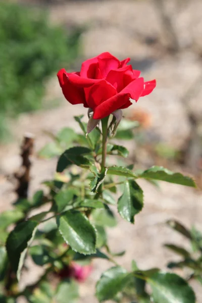 Rosas — Fotografia de Stock