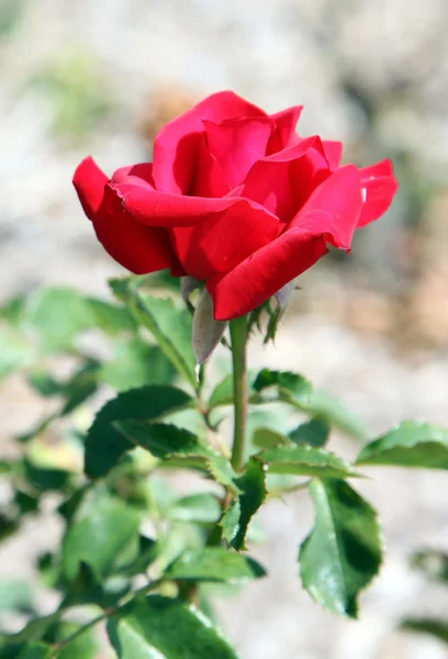 Roses — Stock Photo, Image