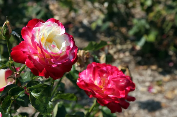 Rosas. —  Fotos de Stock