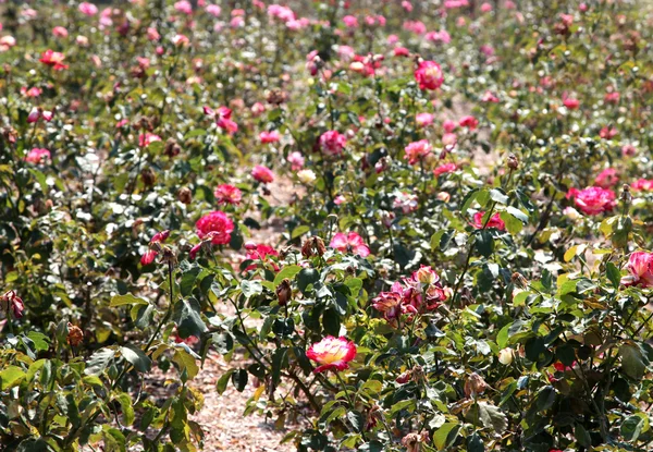 Rosas. — Foto de Stock