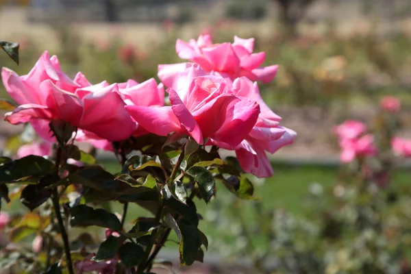 Rosas. —  Fotos de Stock