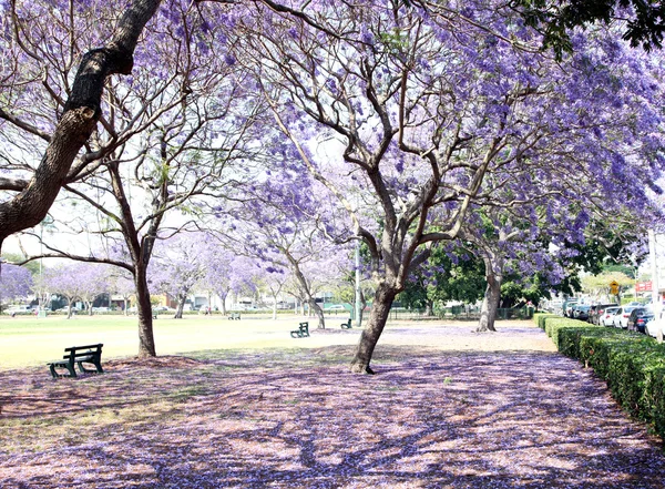 Jacaranda — Stok fotoğraf