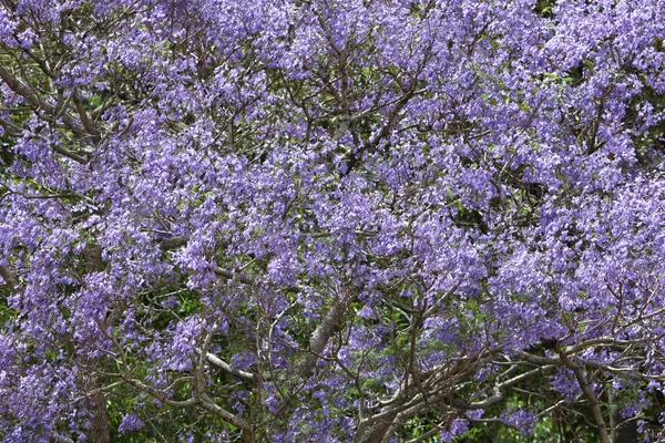 Jacaranda — Stockfoto