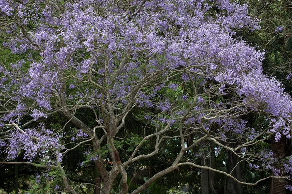 Jacarandá — Fotografia de Stock