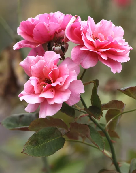 Růže Stock Snímky