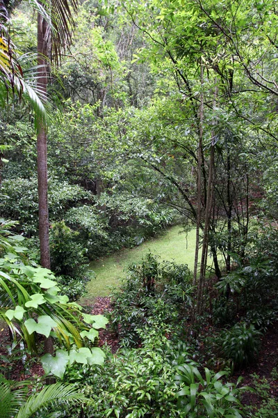 Тропические леса Лицензионные Стоковые Фото