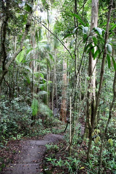 Bosque lluvioso Fotos de stock libres de derechos