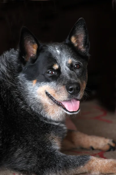 Australisk cattle dog — Stockfoto