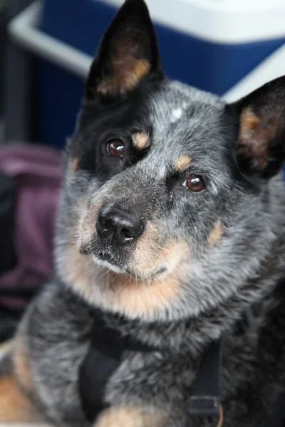 Αυστραλιανή cattle dog — Φωτογραφία Αρχείου