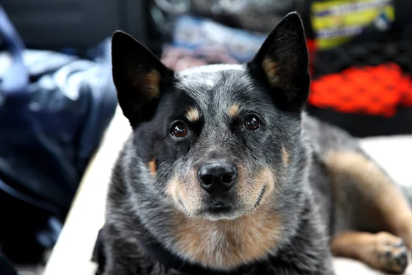 Australisk cattle dog — Stockfoto