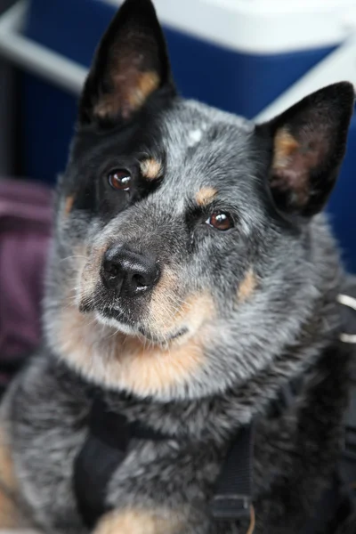 Australisk cattle dog Stockbild