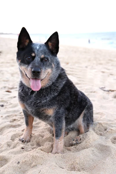 Blue Heeler Stock Obrázky