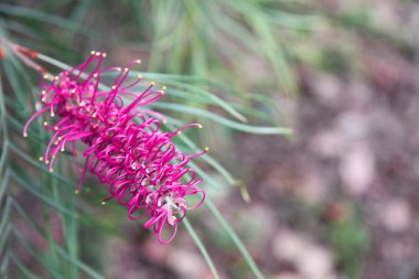 Grevillea
