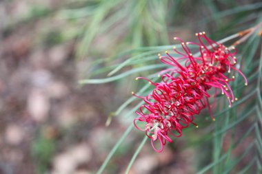 Grevillea