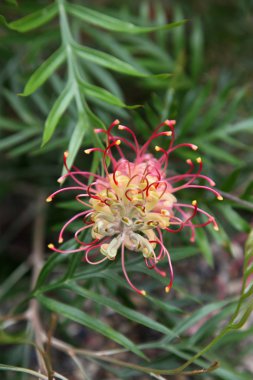 Grevillea