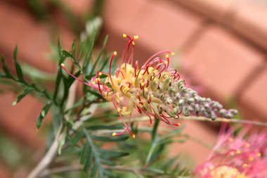 Grevillea