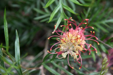 Grevillea