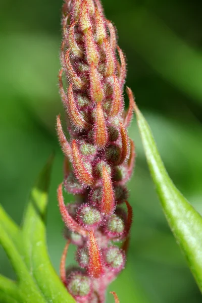 Grevillea — 图库照片