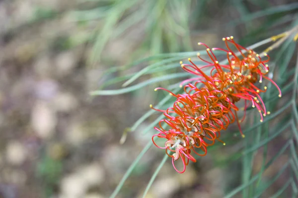 Grevillea — 图库照片