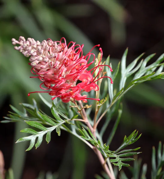 Grevillea — Fotografia de Stock