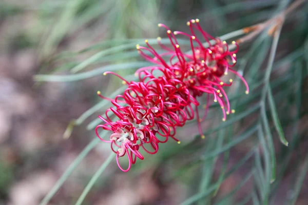 Grevillea — Fotografia de Stock