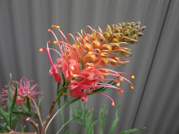 Grevillea — Zdjęcie stockowe