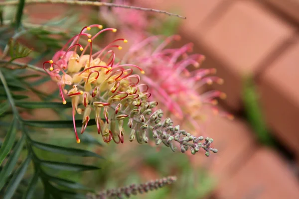 Grevillea — Stock fotografie