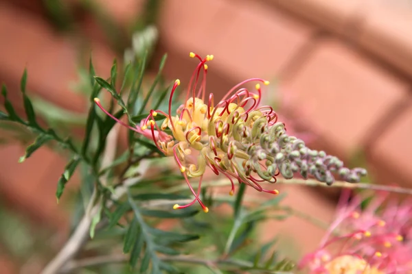 Grevillea — Stok fotoğraf