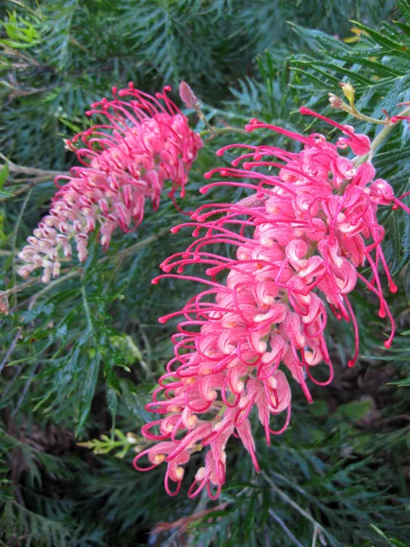 Grevillea — 图库照片