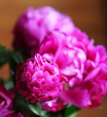 Şakayık çiçekleri