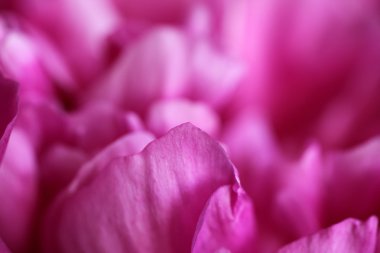 Şakayık çiçekleri