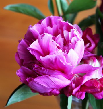 Şakayık çiçekleri