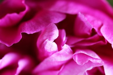 Şakayık çiçekleri