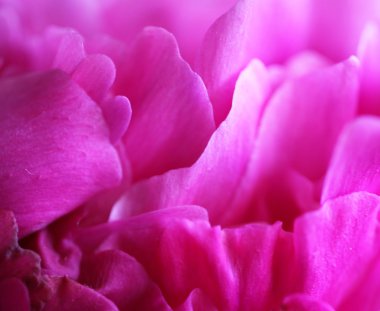 Şakayık çiçekleri