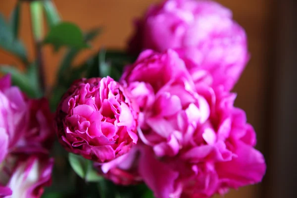 Peony bloemen — Stockfoto