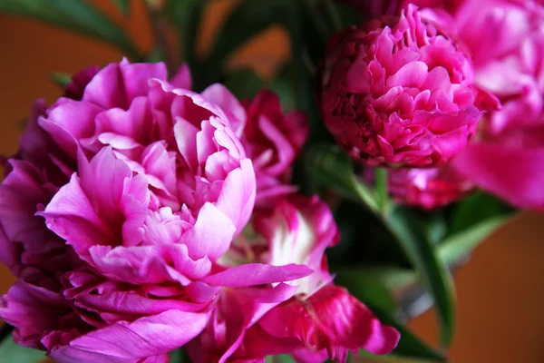 Flores de peónia — Fotografia de Stock