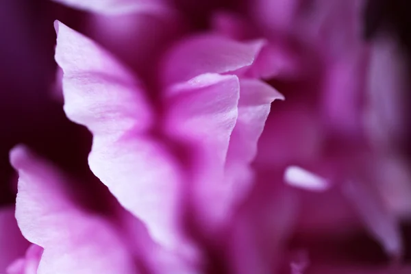 Fiori di peonia — Foto Stock