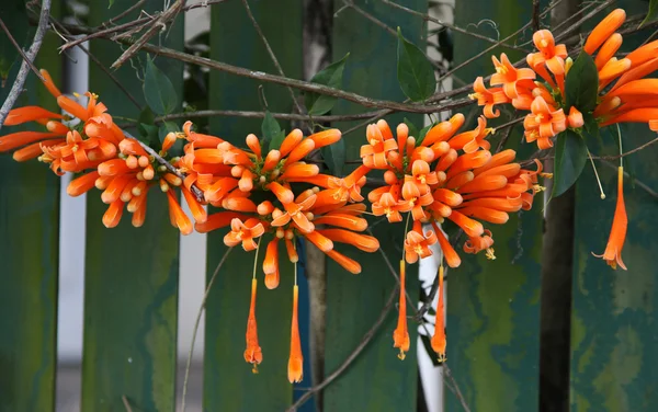 Kamperfoelie flower — Stockfoto