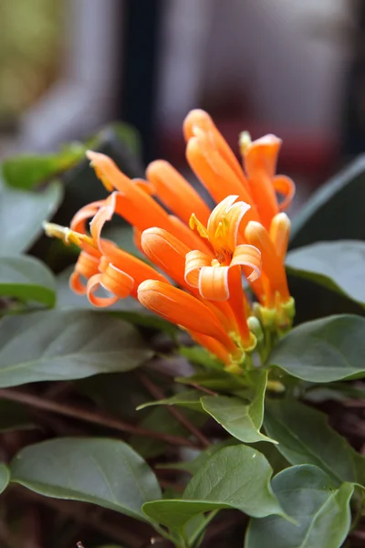 Kamperfoelie flower — Stockfoto