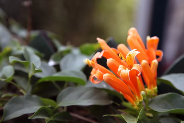 スイカズラの花κενό γυαλί ασπίδα — ストック写真