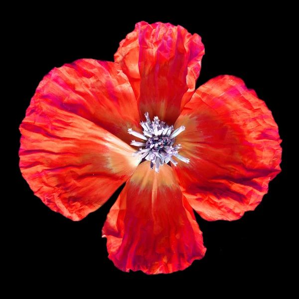 Close-up van papaver — Stockfoto