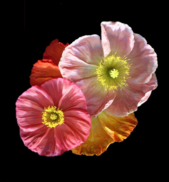 Nahaufnahme von Mohn — Stockfoto