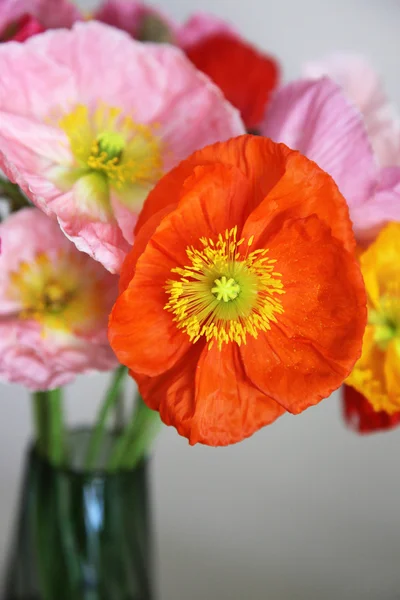 Close-up van papaver — Stockfoto