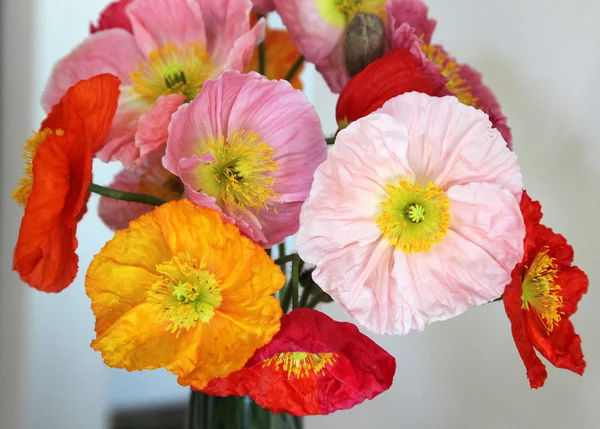 Closeup of poppies — Stock Photo, Image
