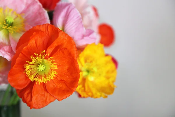 Primer plano de las amapolas —  Fotos de Stock