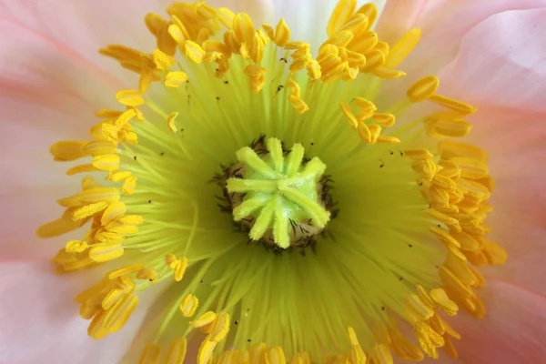 ケシの花のクローズ アップ — ストック写真