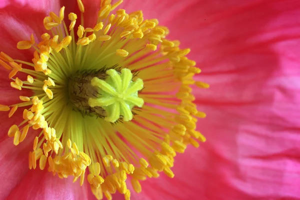 ケシの花のクローズ アップ — ストック写真