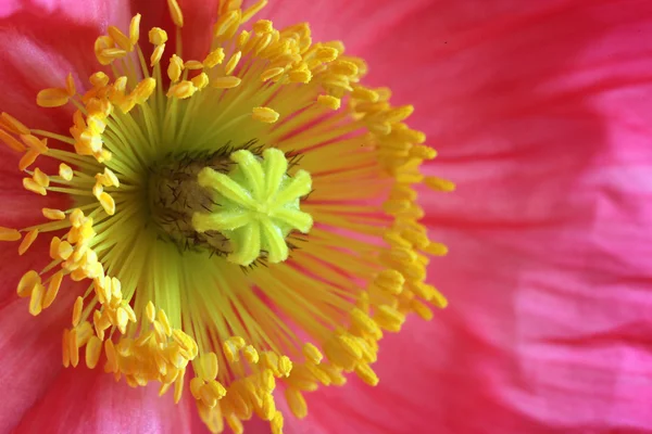 Closeup of poppies — Stock Photo, Image