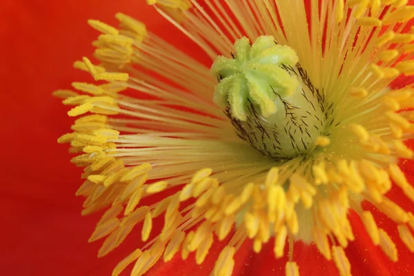 Closeup of poppies — Stock Photo, Image